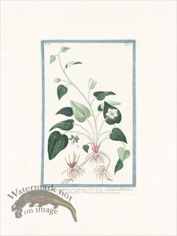 Bonelli 377 grass of Parnassus